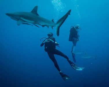 Blue Shark with Divers